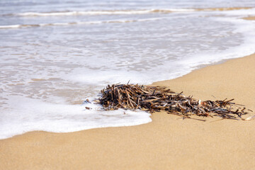Seaweed on the beach with water, waves on Crete island in summer, Greece