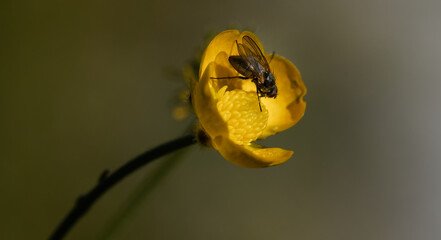 Macro photography. A fly sucking nectar from a yellow wild flower on a green background. © Iraj Nouri