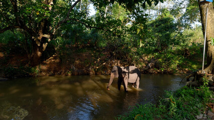 Beautiful playful elephant bathing in the river. Action. Tropical green forest and dirty brown...