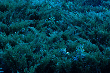 Fototapeta na wymiar Juniper hedge texture in dark green tones, close up