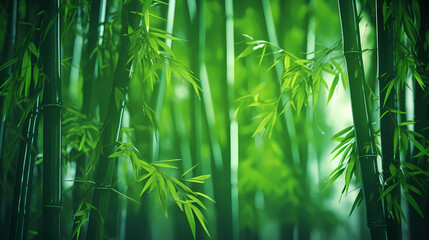 Fototapeta na wymiar Bamboo forest, tall bamboo stalks, tranquil and Zen green background