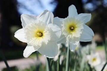 white narcissus in the garden