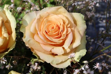 pale orange rose in the garden