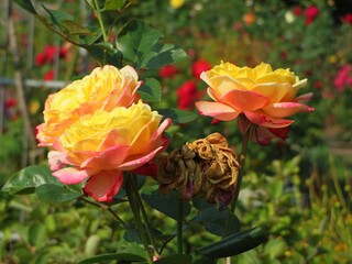 group of colorful yellow roses
