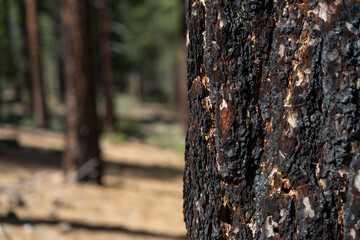 Close-up of burnt bark on tree in Sierra Nevada forest.  