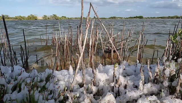 Foamy Lake: Wooden Sticks Drifting with the Current