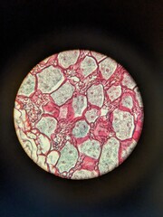 Microscopic Views of Different Plant Tissues in Vivid Detail