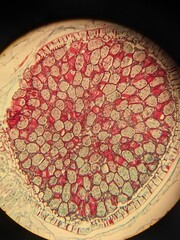 Microscopic Views of Different Plant Tissues in Vivid Detail