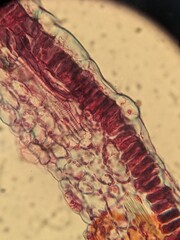 Microscopic Views of Different Plant Tissues in Vivid Detail