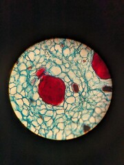 photo of cycas tissue under the microscope