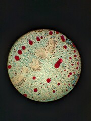 photo of cycas tissue under the microscope
