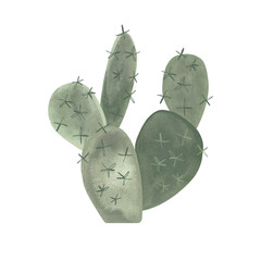 Naklejka premium Prickle pear. Cactus. Plants for the home. Floriculture. Desert flora. Isolated watercolor illustration on white background. Clipart.