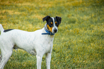 Black and white andalusian bodeguero andaluz dog breed