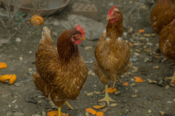 Multicolored hens in the field