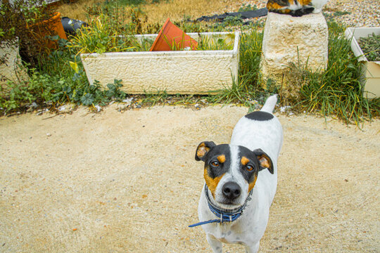 Andalusian bodeguero breed dog face