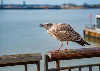 liverpool, uk