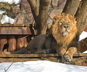 Portrait of formidable and scary lion in winter