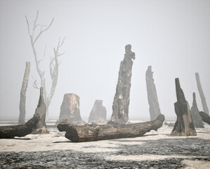 Burnt tree trunks in misty forest. - 748297005