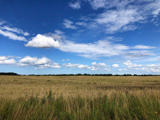 Field, forest, sky, in summer