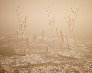Burnt tree trunks in misty woodland at sunrise. - 748297019