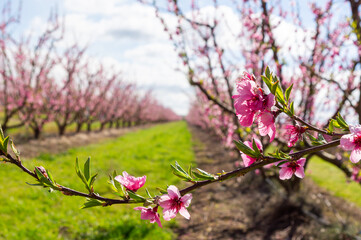 Fruit Trees in Spring: Detail of Peach Trees in Full Bloom.