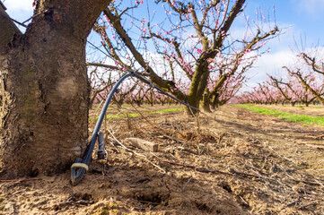 Efficient Irrigation: Drip Hose in Flowering Fruit Orchard.