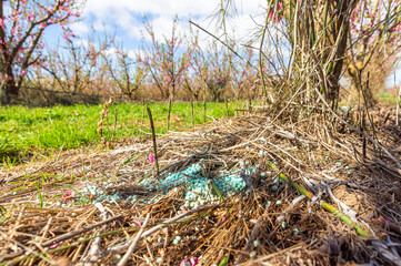 Nourishing the Earth: Green Fertilizer Pearls in Fruit Tree Plantation.