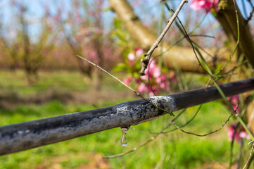 Sustainability in Action: Drip Irrigation Hose in Fruit Orchard.