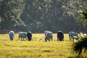Feeding of cattle on farmland grassland. Milk cows grazing on green farm pasture on warm summer day