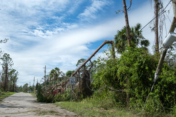 Hurricane wind broken tree damaged power line and communication wire in Florida. Damage to grid after natural disaster