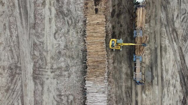 M&aacute;quina industrial p&aacute; carregadeira para a coleta de madeiras eucaliptos para uma ind&uacute;stria de papel e celulose em suzano, s&atilde;o paulo, brasil