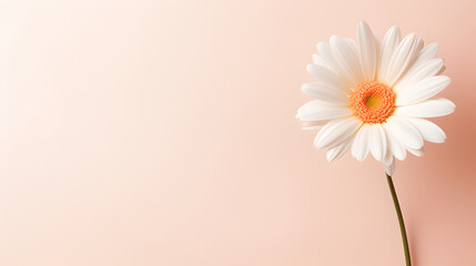 white daisy flower isolated on pastel colored cream background