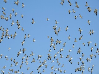 Flocks of snow geese in a blue sky. Flying over the Bombay Hook National Wildlife Refuge, Kent County, Delaware. 