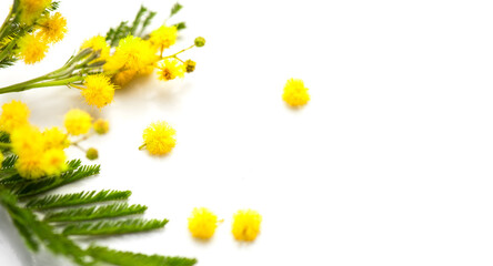 Mimosa spring flowers branch border design isolated on white background, top view. Bouquet of beautiful yellow fresh mimosa. Easter, Mother's Day holiday greeting card
