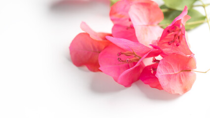 Bougainvillea pink flowers background, border design, isolated on white. Beautiful nature spring backdrop with blooming fresh mediterranean Bougainvillea with copy space. Top view 