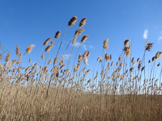 Common reeds, Phragmites australis, in early spring, blowing in the breeze under a blue sky.