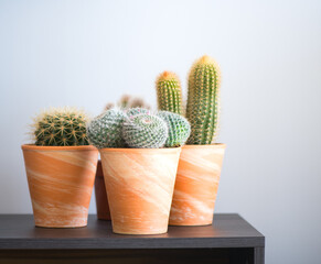 Cactus flowers growing in pots, home interior design. Home decoration with houseplants. Different cactuses in ceramic pots on a table, over white wall. 