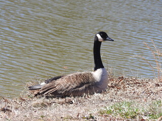 A Canada goose relaxing by the waters edge, enjoying the warmth of the sun. Bombay Hook National Wildlife Refuge, Kent county, Delaware.
