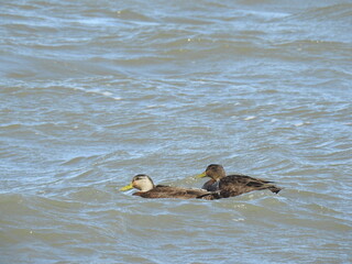 A pair of American black ducks, male and female, swimming in the tidal wetland waters of the Bombay Hook National Wildlife Refuge, Kent County, Delaware.