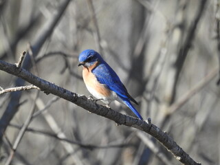 Eastern bluebird perched on a branch, in the woodland forest of the Bombay Hook National Wildlife Refuge, Kent County, Delaware.