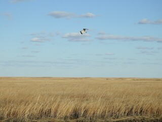 A gull flies over the golden wetland grasses of a vast marshland. Bombay Hook National Wildlife Refuge, Kent County, Delaware.  