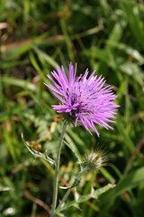 Purple flower in the garden