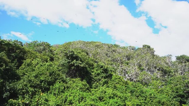 Shot of vegetation surrounded by birds flying in Sumidero canyon in Chiapas, Mexico.