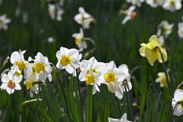 Des jonquilles blanches dans un jardin