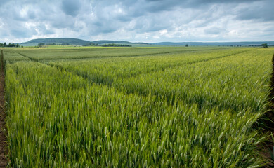beautiful sectors of cereal crop plantations, experimental wheat varieties