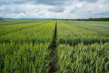 beautiful sectors of cereal crop plantations, demonstration plots, experimental wheat varieties