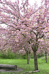 Obraz premium Les fleurs de cerisiers dans un parc