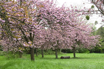 Les fleurs de cerisiers dans un parc