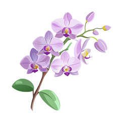flower exotic lilac orchid branch