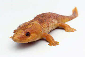 Obraz premium Amphibian animal